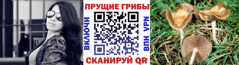 hydra как войти Кизилюрт Галлюциногенные грибы Psilocybe дарнет шоп